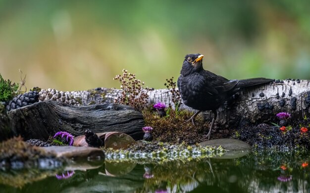 Blackbird sentado en un tronco en el borde de las aguas