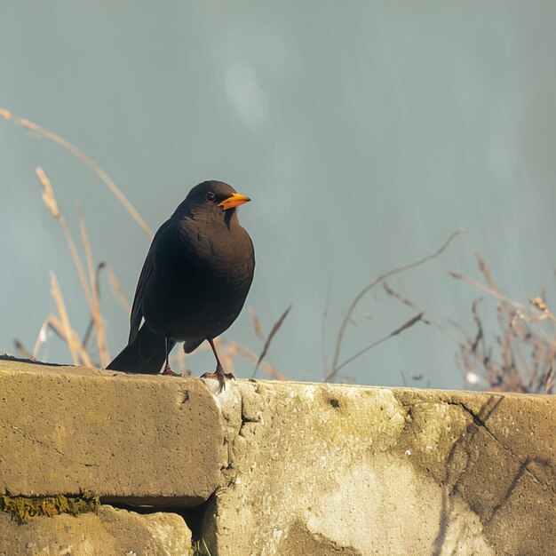 Blackbird sitzt anmutig auf einer rustikalen, niedrigen Steinmauer für soziale Medien.