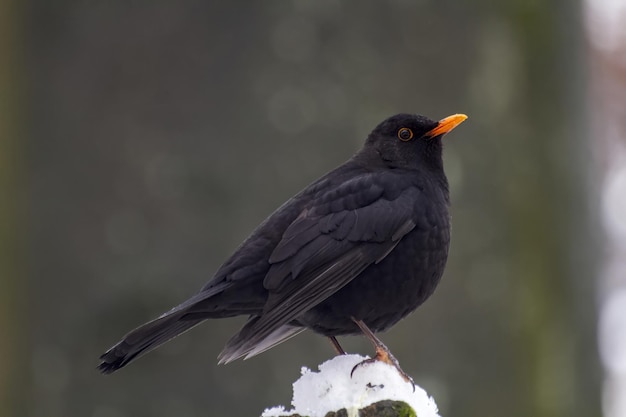 Blackbird turdus merula aus der Nähe hochqualitatives Foto