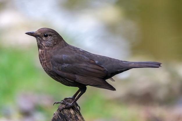 Blackbird Turdus merula fêmea