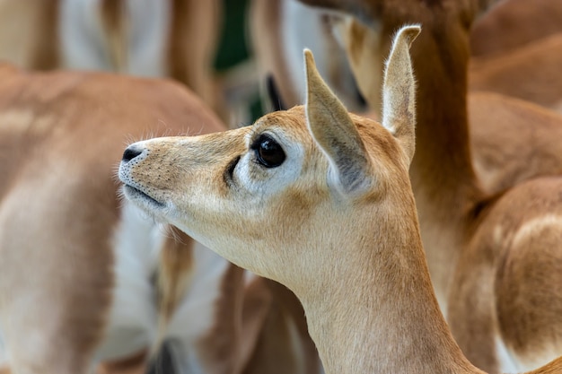 Blackbuck o antílope indio retrato femenino