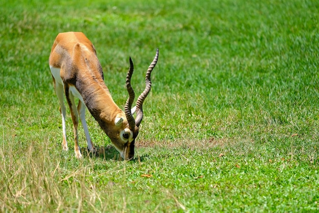 Blackbuck