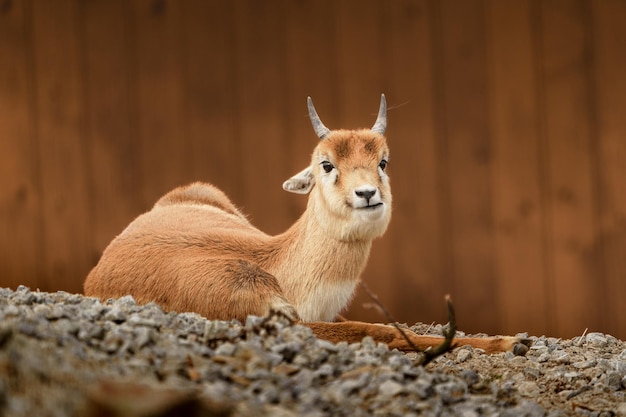 Blackbuck