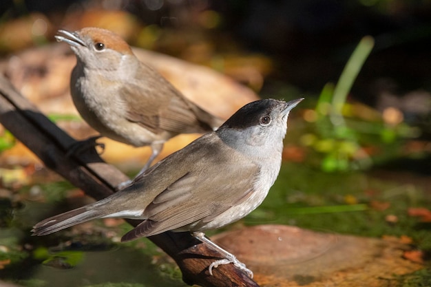 Blackcap Sylvia atricapilla Málaga Espanha