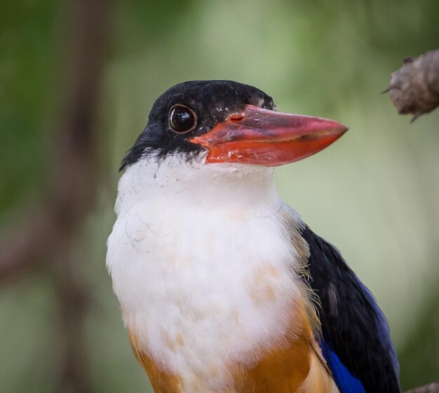 Foto blackcapped kingfisher halcyon pileata en una rama en el parque