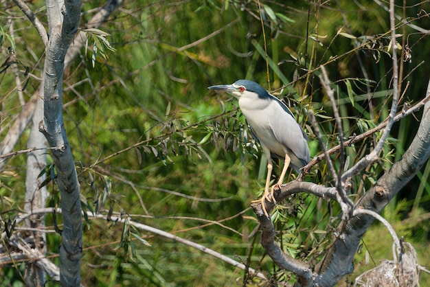 Blackcrowned NightHeron Blackcapped Nachtreiher Nycticorax Nycticorax Granada Spanien