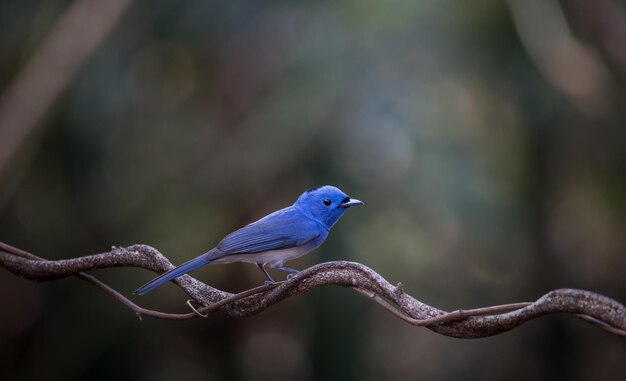 Blacknaped Monarch auf Ast im Wald