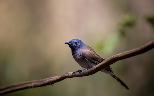 Blacknaped Monarch auf Ast im Wald