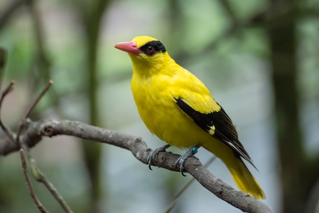 Blacknaped Pirol auf einem Baumast