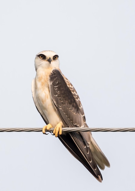 Blackshouldered Kite auf elektrischen Drähten mit weißem Hintergrund