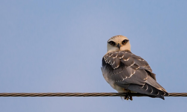 Blackshouldered Kite auf elektrischen Leitungen mit blauem Himmel