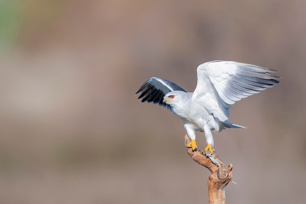 Blackshouldered kite o blackwinged kite Elanus caeruleus Sevilla España