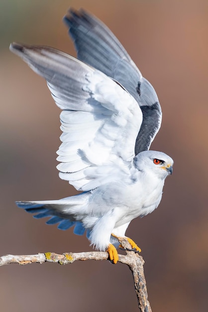 Blackshouldered Kite oder Blackwinged Kite Elanus Caeruleus Sevilla Spanien