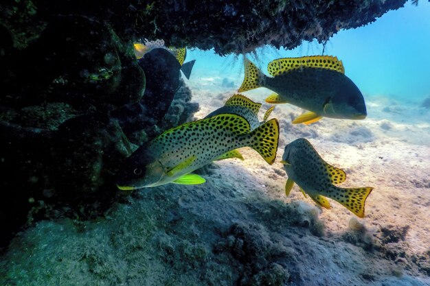 Tubarão-preto Carcharhinus Sinônimos Sobre O Recife De Coral Foto de Stock  - Imagem de animal, dentes: 157704248