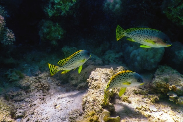 Blackspotted Rubberlip, paisagem subaquática de recife (Plectorhinchus gaterinus) Vida marinha