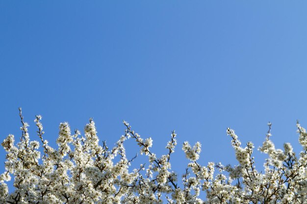 Blackthorn Blossom no céu azul Ramo com flores brancas