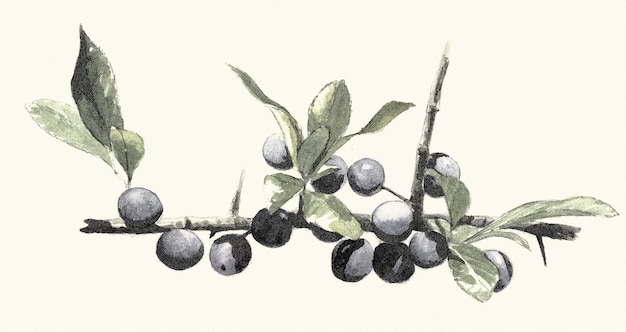 Foto blackthorn digitalgravur vintage botanisch