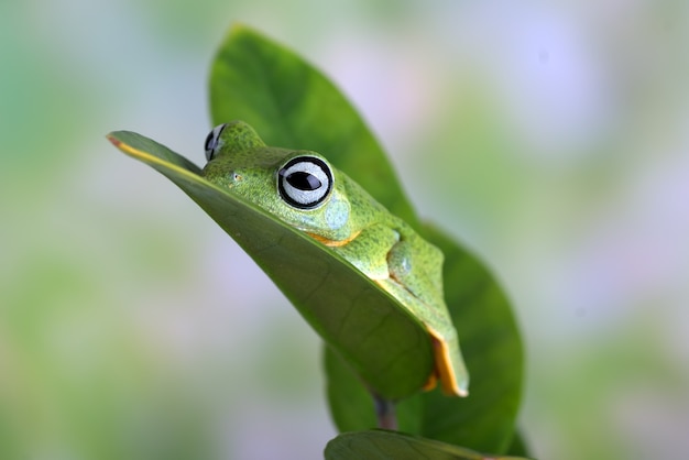 Blackwebbed Laubfrosch hängt an einem Blatt