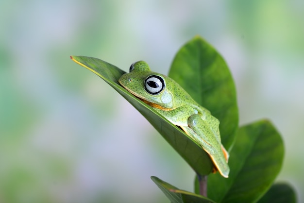 Blackwebbed Laubfrosch hängt an einem Blatt