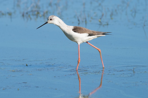 Foto blackwinged stilt himantopus himantopus in der fuente de piedra lagune malaga spanien