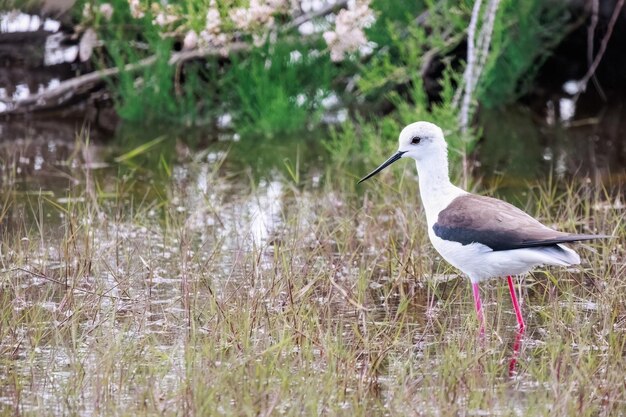 Blackwinged zancos o Himantopus Himantopus longlegged wader en el Parque Nacional Delta Evros Grecia