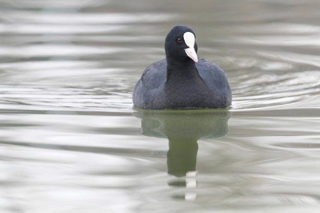 Blässhuhn schwimmen (Fulica Atra) Nahaufnahme eurasische Blässhuhn