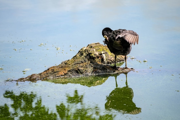 Blässhuhn stehend auf einem teilweise unter Wasser stehenden Baumstamm in Ellesmere