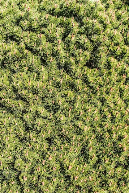 Blätter als floraler Naturhintergrund der Pflanzenvegetation