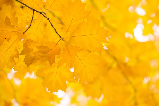 Blätter an den Zweigen im Herbstwald.