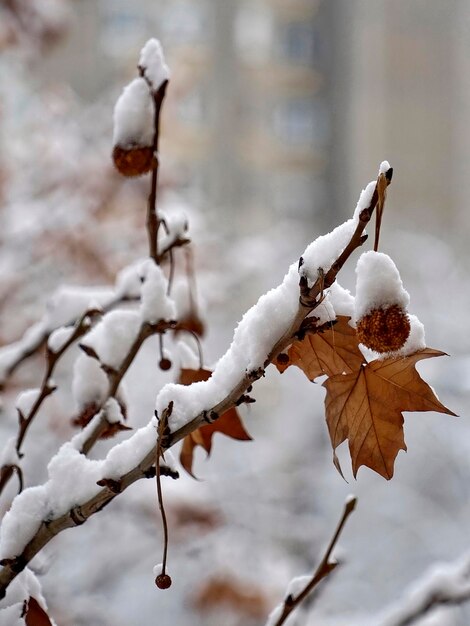 Blätter auf Ast mit Schnee bedeckt