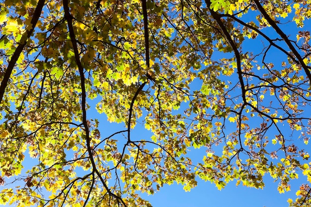 Blätter auf Bäumen im Herbst