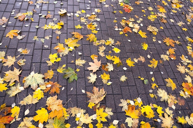 Blätter auf dem Bürgersteig, Herbst - Die von den Bäumen gefallenen und auf dem Bürgersteig liegenden Fußgänger vergilbten das Laub von Ahorn, Herbstsaison, ein kleiner DOF,