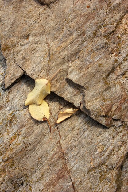 Blätter auf dem Felsen