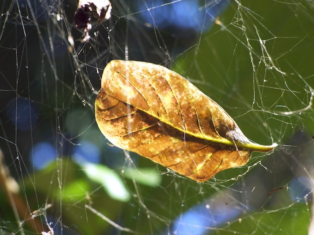Foto blätter auf spinnweben