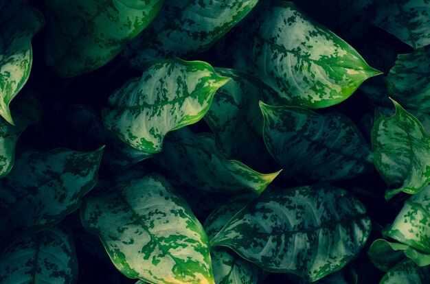 Blätter Calathea ornata Stiftstreifen-Hintergrundblau