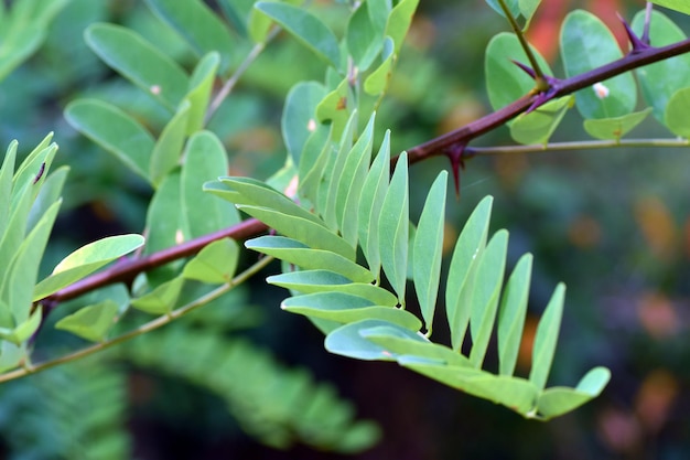 Blätter der Robinie Robinia pseudoacacia