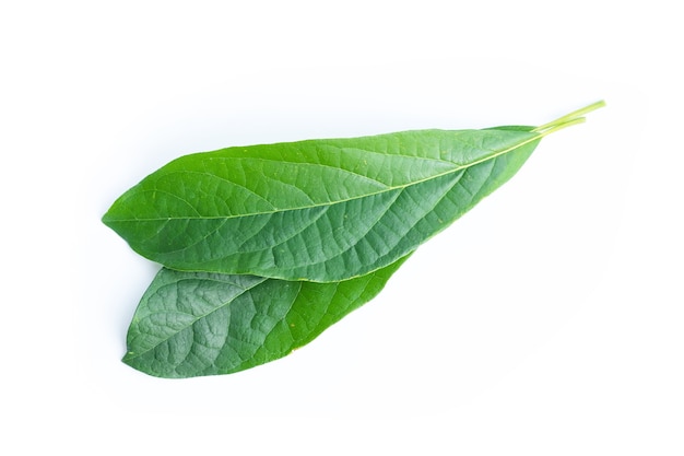 Blätter des Avocadobaums. Grünes Blatt lokalisiert auf Weiß.