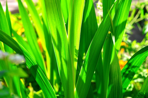 Blätter des Gladiolenmakrohintergrundes