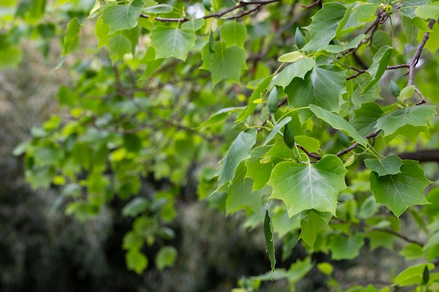 Blätter des Zierbaums Liriodendron tulipifera in ursprünglicher Form