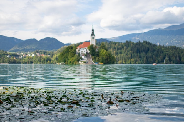 Blätter, die im Bleder See schwimmen