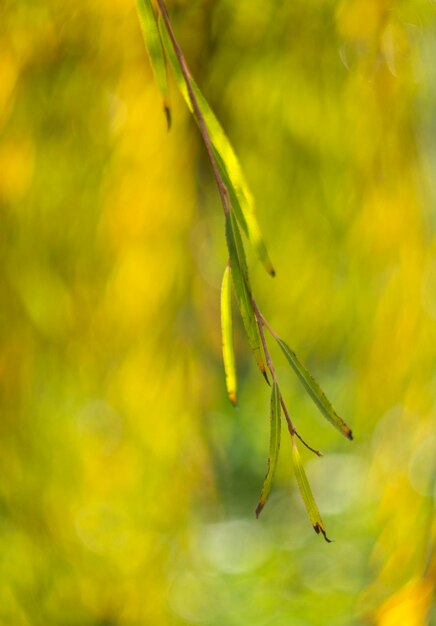 Blätter einer Baumtrauerweide Rakita und schönes Bokeh