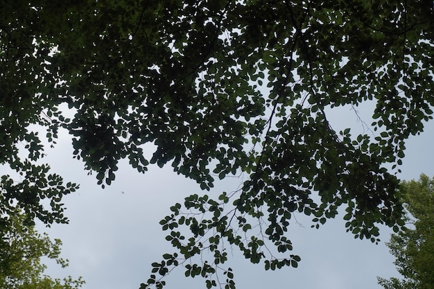 Blätter eines Baumes gegen das Licht