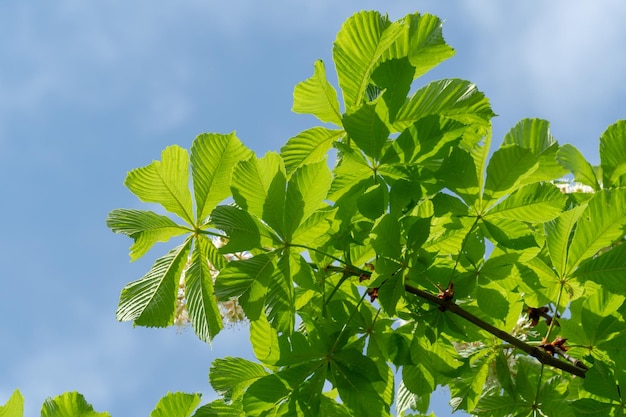 Blätter eines Kastanienbaums Aesculus hippocastanum auf einem Hintergrund des blauen Himmels