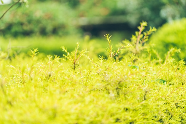 Blätter grün und grün unter der Sonne