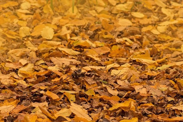 Blätter im Herbst auf der Sonne Bunten Hintergrund des Herbstes fallen Herbstlaubfall