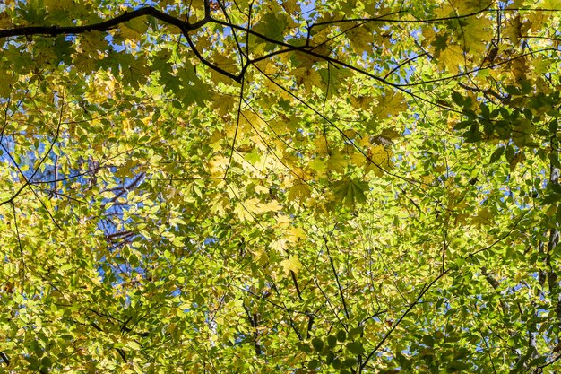 Blätter im Herbst des Baums Natürlicher Hintergrund des Herbstes fallen von gelb-orange-grünem Laub Szenische Naturkulisse der Blätter im Herbst Mehrfarbiger Laubbaum im Herbst Buntes buntes Laub im Sonnenlicht