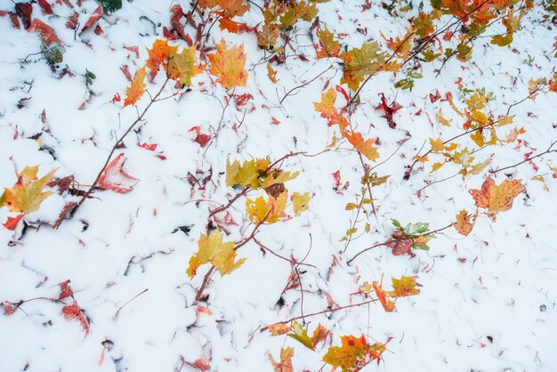 Blätter im Schnee