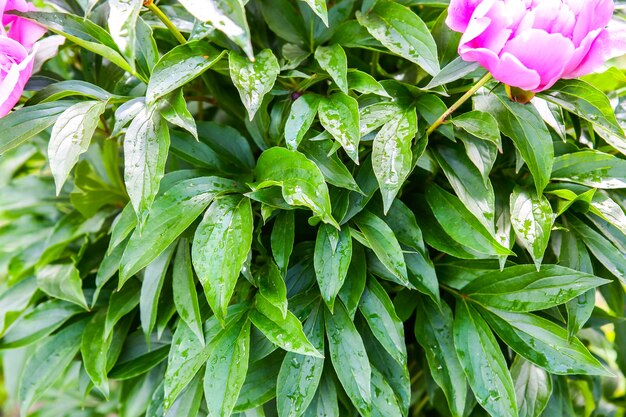 Blätter im Tau nach dem Regen. Naturfotohintergrund.