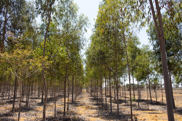 Blätter in einer Plantage von Eukalyptusbäumen an einem sonnigen Tag