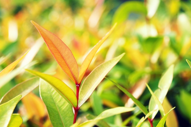 Blätter mit Bokeh für Naturhintergrund